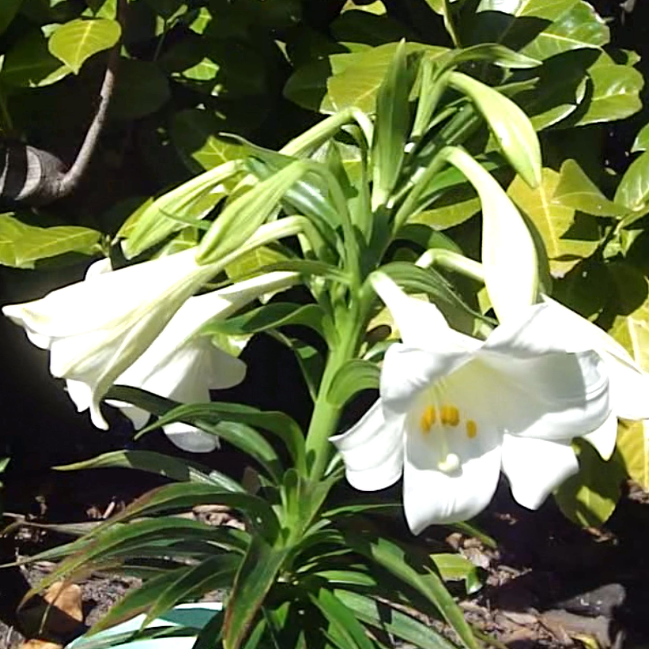 Lily<br />
